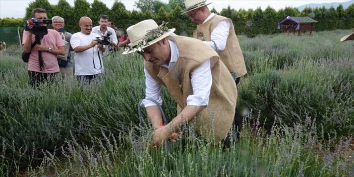 Lavanta tarlalarında aromaterapi keyfi için yurt dışına gitmeye gerek yok: