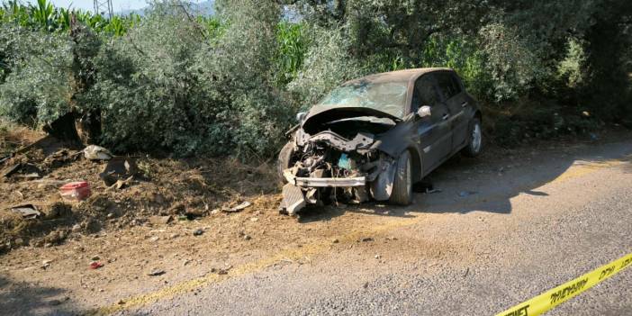 Zeytin Ağacı Sonu Oldu!