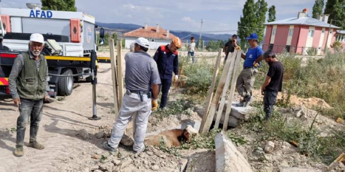 Menfeze Düşen İnek AFAD Tarafından Kurtarıldı