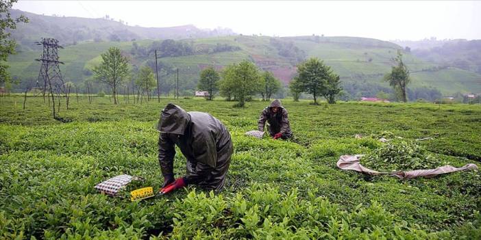 ÇAYKUR'dan Üreticilere Uyarı: "Çay Satmak İçin Acele Etmeyin"