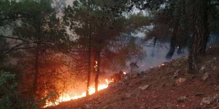 Yıldırım düşe orman alevler içinde kaldı!