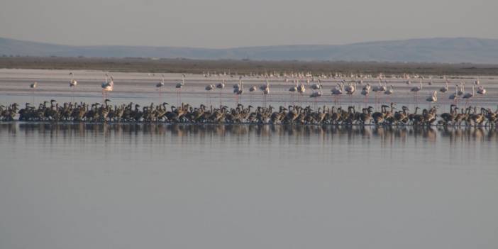 Tuz Gölü'nde 4 bin 300 yavru flamingo yumurtadan çıktı