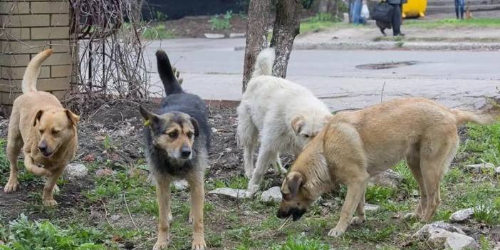 Niğde'de köpek saldırısına uğrayan kadın yaralandı