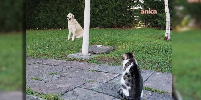 Meclis önünde güne damga vuran kare! Onlar bile yaşam dedi