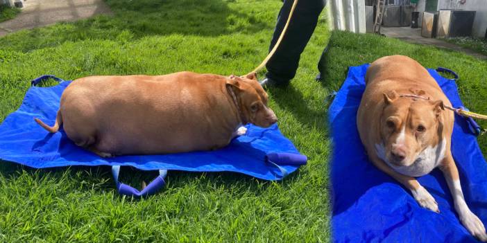 Köpeğini aşırı besleyip ölümüne neden oldu! Hapis cezası aldı