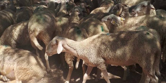 Şimdi de koyunları zehirleyerek öldürdüler!