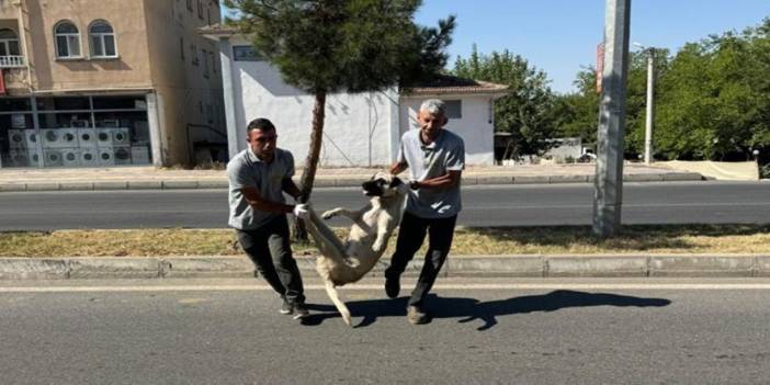 DEM Partili belediyeden toplanan köpeklerle ilgili açıklama