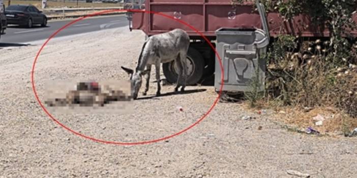 Ölen yavrusunun başından 2 gün boyunca ayrılmadı