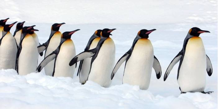 Kuş gribi aşısı penguenlerde test edildi