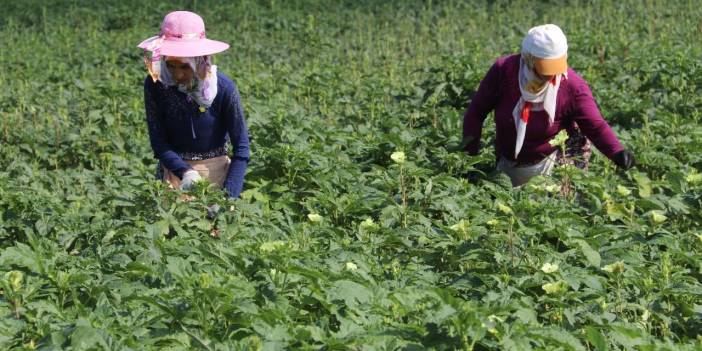 Hasatı 6 ay kadar sürüyor! Kurutulduğunda kilosu 1050 TL'ye çıkıyor: Bu yıl rekor gelir bekleniyor