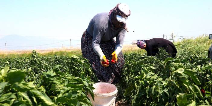 Hatay'da hasadına başlanan kapya biber tarlada alıcı buluyor