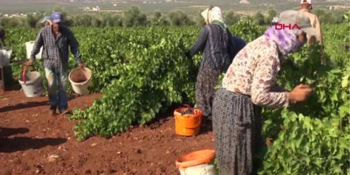 Kilis’te, 'Horoz Karası' hasadı başladı: Tarlada 16 TL den, markette 40 TL den satılıyor