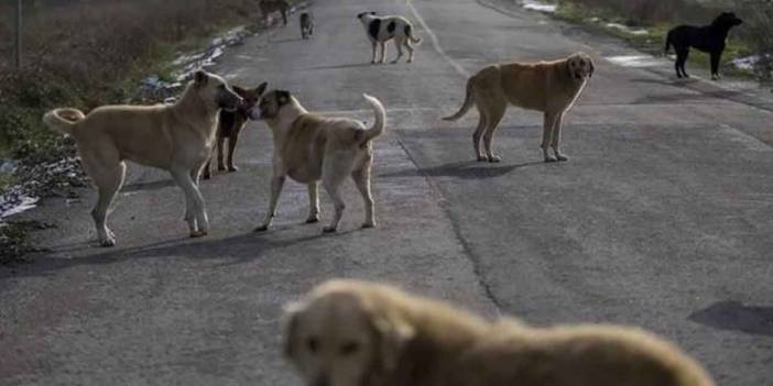 "150 köpeğin zehirlendiği" iddiasına Valilikten yanıt!