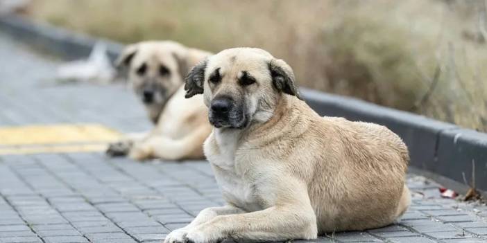 İngiltere, Türkiye'deki köpekler için harekete geçti: Köpekleri İngiltere'ye ulaştırmayı hedefliyorlar