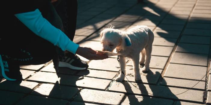 'Köpek besleme' tartışmasında komşu esnafı öldüren şüpheliye müebbet hapis istemi