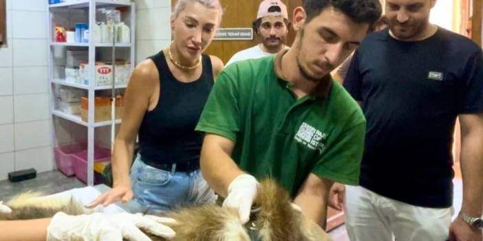 Hedef tahtası gibi ateş edilen köpeği sahiplenmişti: Hande Yener 'Ateşi' ziyaret etti