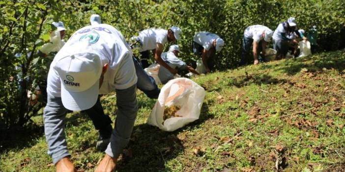 Kocaeli'de mevsimlik tarım işçilerinin fındık mesaisi başladı