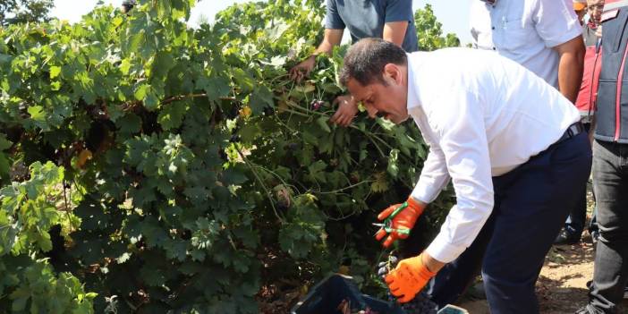 Hatay'da üzüm üreticisinin hasat mesaisi başladı