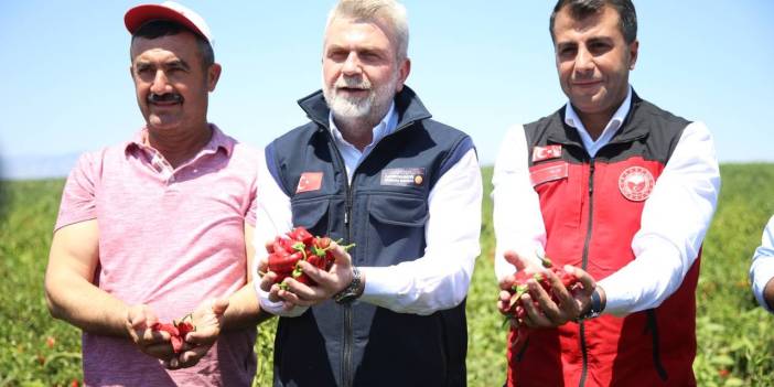 Coğrafi işaret tescilli "Maraş biberi"nde hasat başladı