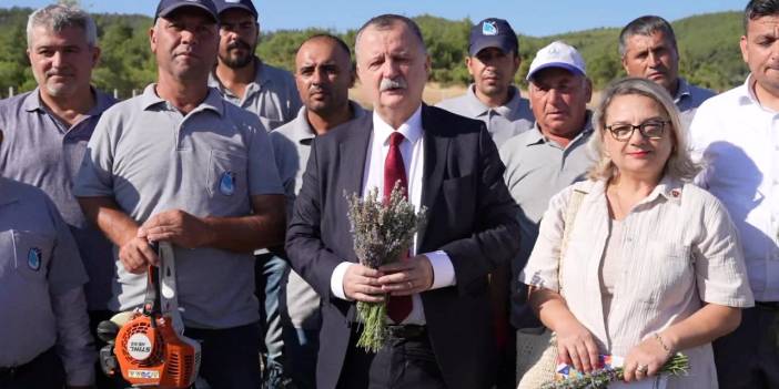 Yunusemre Belediyesi'nin lavanta bahçesinde hasat zamanı