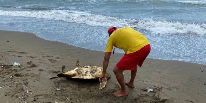 Yaralı halde sahile vuran Caretta Carettalar tedaviye alındı