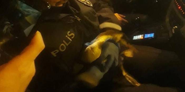 Demirlere takılan kuşa polis operasyonu