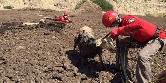 Bataklığa saplanan büyükbaş hayvanları itfaiye ekipleri kurtardı