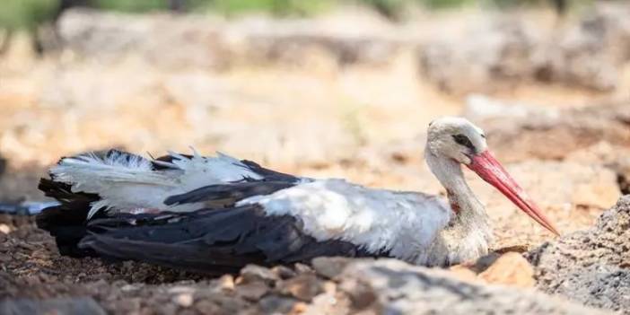 Bilecik'te avcıların bulduğu yaralı leylek tedaviye alındı