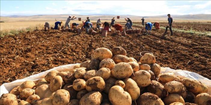 Patates kıtlığı yaşanacak: Üreticiler eylem yapma kararı aldı!