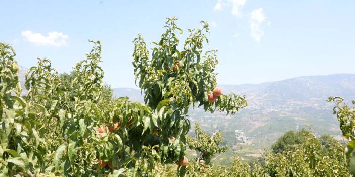 Üreticiden 7 liraya alınıyor pazarda fiyatı 50 lira