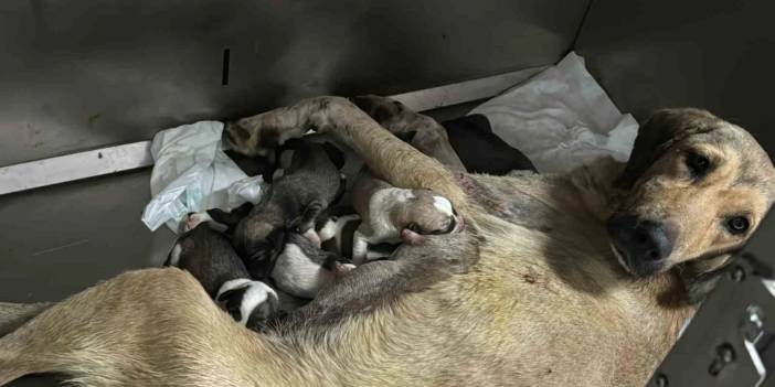 Otomobilin çarptığı hamile köpek doğum yaptı; 8 yavrusundan 1'i öldü