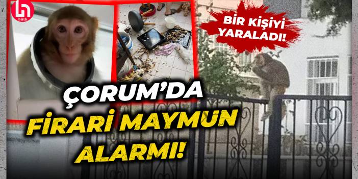 Çorum'da firari maymun alarmı! 19 yaşındaki Buse'yi ısırdı... İşte o görüntüler!