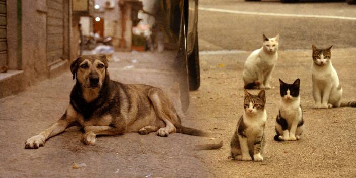 Kadıköy'de 15 kedi ve 1 köpeği zehirlediler!