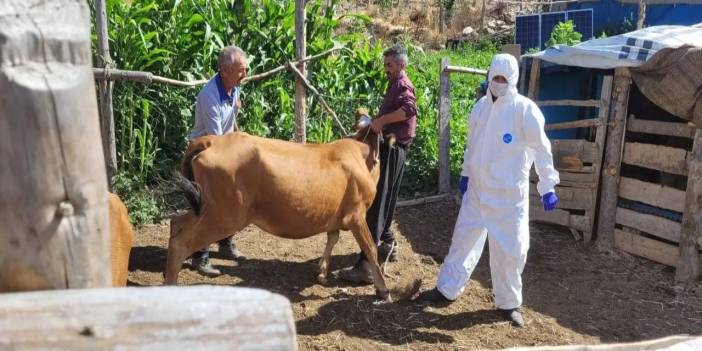 Bitlis'te Şarbon alarmı: Şehir karantinaya alındı!