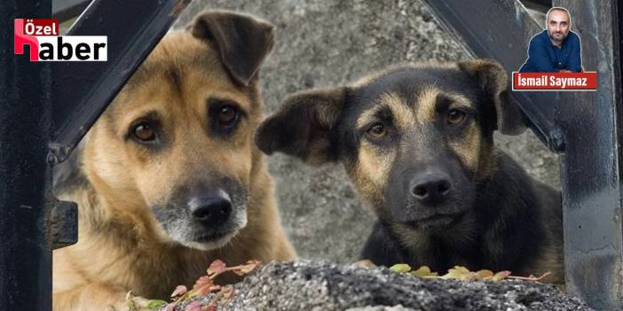 Köpeğini yumrukla dövmekten tutuklandı