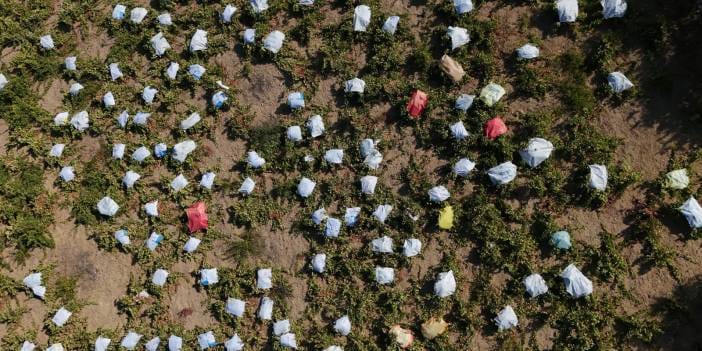 80 yıldır bir mahallenin gelir kapısı oldu! Hasadını yapan köylü anlattı "Allah vergisi bir güzelliği var"