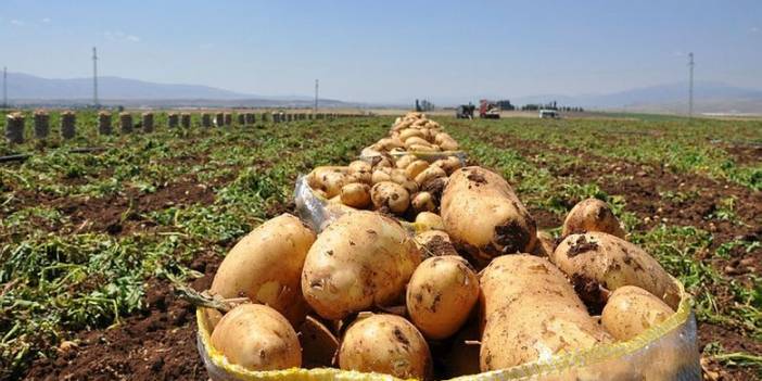 Patatese para yatıranlar ne kadar kazandı? Patates hissesi alanlar yandı