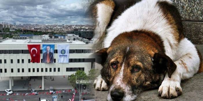 Belediye mağdur köpek tarafında dosyaya müdahil oldu. Türkiye'de bir ilk