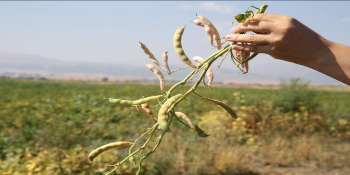 Muş 'taki kuru fasulye hasadında çiftçinin hedefi 425 ton