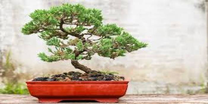 Mühendisliği bırakıp bonsai yetiştiriciliğinde uzman oldu. Hem ticari anlamda ona büyük bir keyif ve tatmin getiriyor