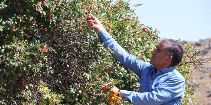 Dağdan taştan hasat ediliyor. Kış hastalıklarına karşı bünyeyi çelik gibi yapıyor