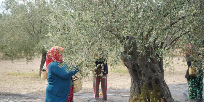 Marmarabirlik bir kilogram zeytinin maliyetini açıkladı