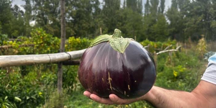 Hobi hahçesinin 2 kilo 200 gramlık dev gururu: Bakmayın iriliğine bu patlıcan organik