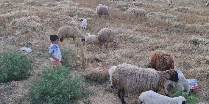 Koyun, keçi, sığır ve inek sahipleri dikkat 'mavi dil' hastalığı!