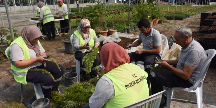 Bilecik Belediyesi, kentte kullanılacak bitkileri kendi serasında yetiştiriyor