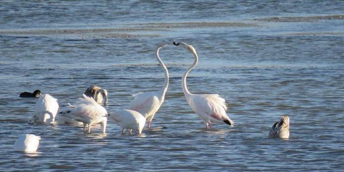 Konya'da flamingo yavruları göç için hazırlanıyor