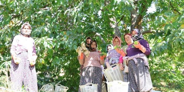 Aydın'da erken başlayan hasat çiftçiye mutluluk getirdi. 'Bunu yerseniz acıkmazsınız'