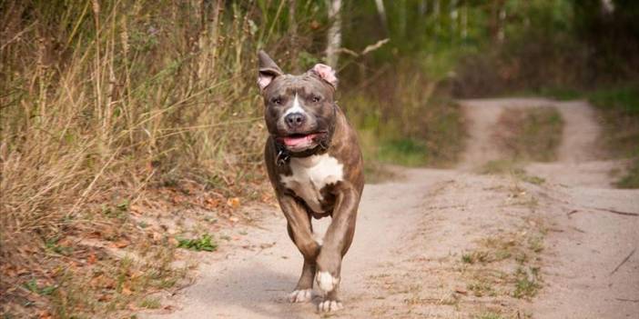 Amerika'da pitbull cinsi köpeklerin saldırısına uğrayan kişi öldü