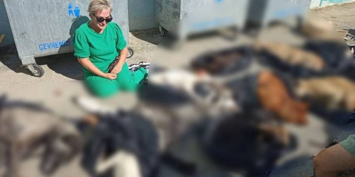 Gebze Belediyesi'nde hayvan katliamı! Onlarca köpeği öldürüp çöpe attılar