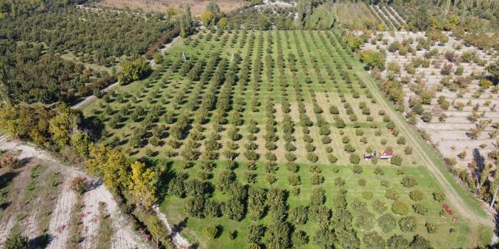 Şifa deposu meyvenin hasadı başladı. Kahverengi kokarca zararı büyüyor